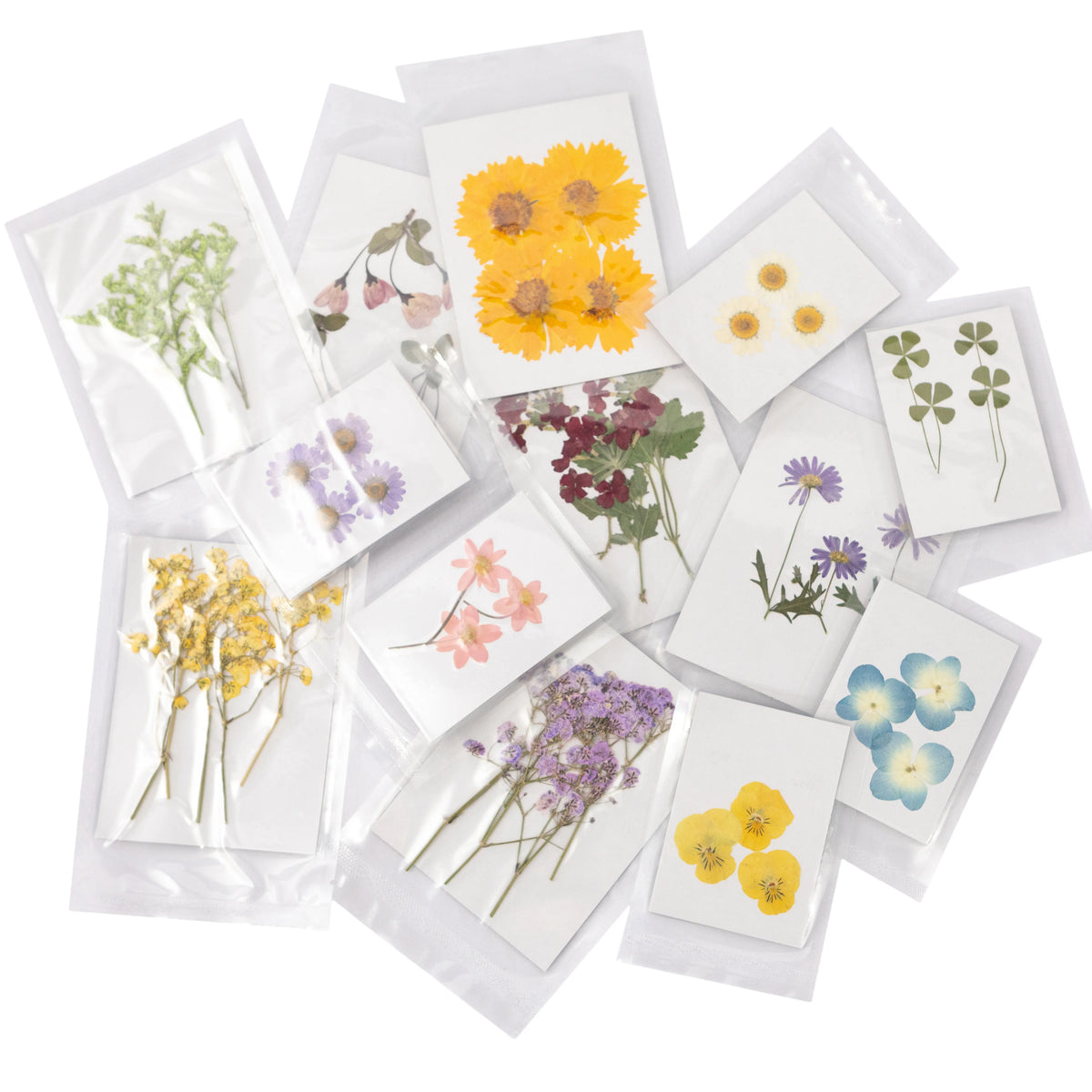 Dried Botancials - Large