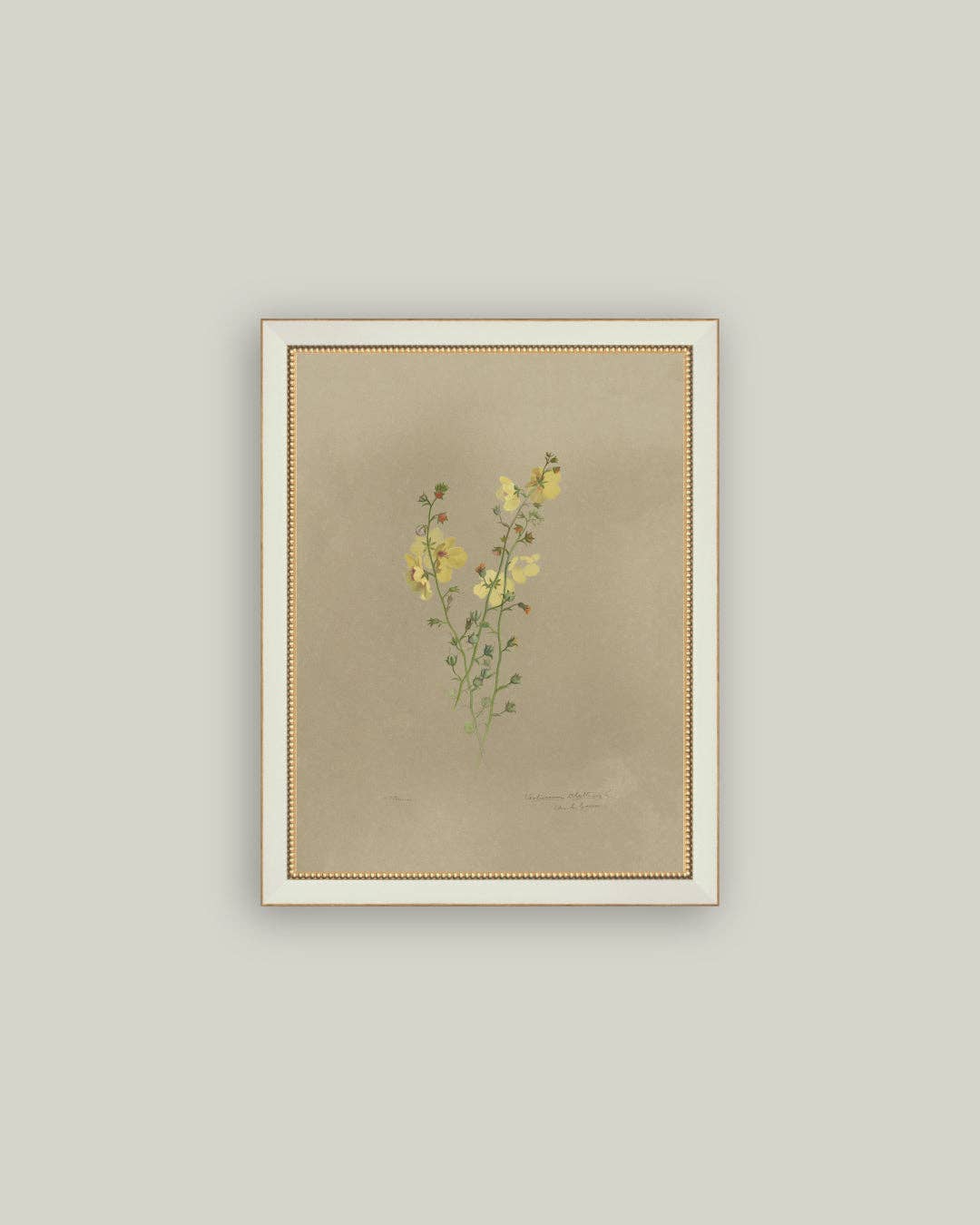Flowering Yellow Plant Framed Antique Art — 7x9 — Petal Lane Home