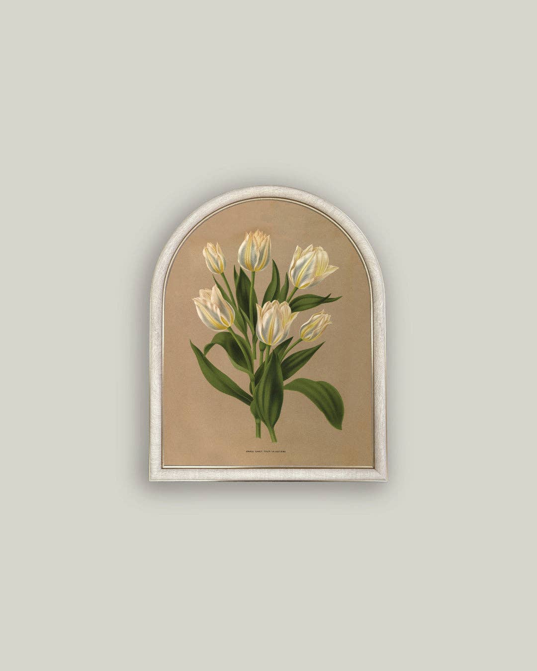 White Tulips Arch — 12x16 — Petal Lane Home