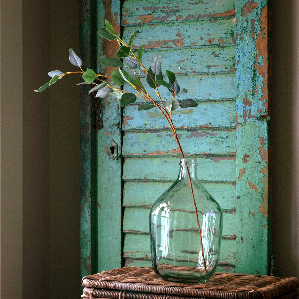 Australian Blue Gum Eucalyptus Stem